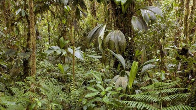amazon rainforest pic